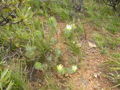 Leucadendron daphnoides