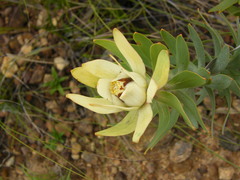 Leucadendron daphnoides