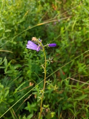 Campanula bononiensis