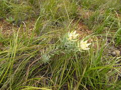 Leucadendron daphnoides