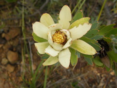 Leucadendron daphnoides