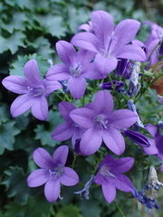 Campanula