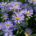 Italian Aster - Photo (c) Сергей Шитов, some rights reserved (CC BY-NC), uploaded by Сергей Шитов