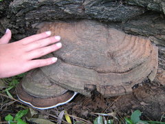Ganoderma