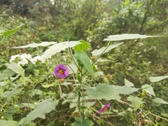 Batesimalva violacea