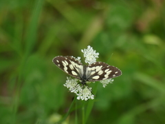 Melanargia galathea