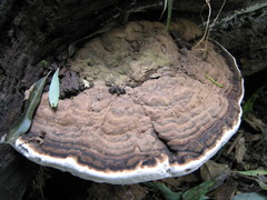 Ganoderma