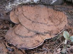 Ganoderma