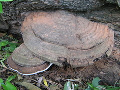 Ganoderma