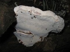 Ganoderma