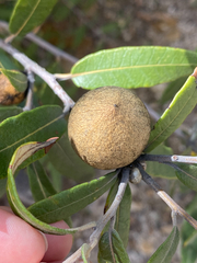 Amphibolips trizonata