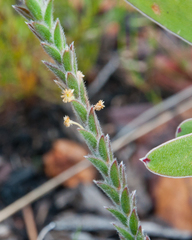 Struthiola tomentosa