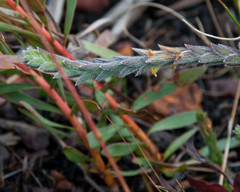 Struthiola tomentosa