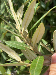 Quercus hypoleucoides