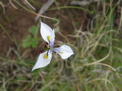 Moraea fergusoniae