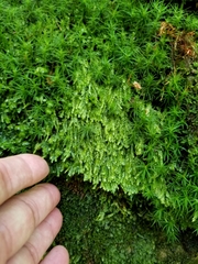 Plagiothecium cavifolium