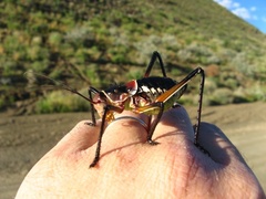 Acanthoplus longipes