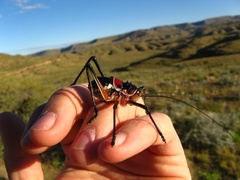 Acanthoplus longipes