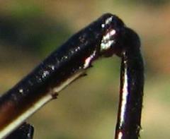 Acanthoplus longipes