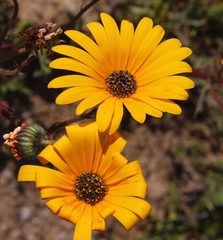 Osteospermum amplectens