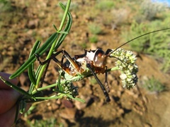 Acanthoplus discoidalis