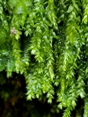 Plagiothecium cavifolium