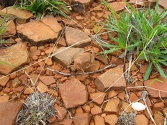 Trachypetrella anderssonii