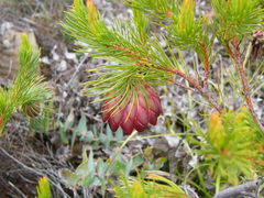 Protea nana