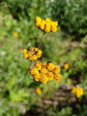 Alloispermum scabrum