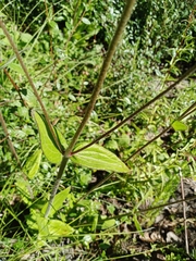 Alloispermum scabrum
