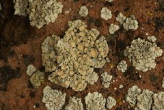 Protoparmeliopsis peltata