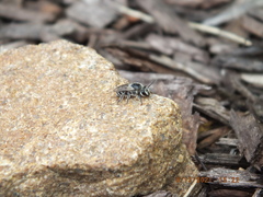 Colletes latitarsis