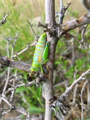 Thericles obtusifrons