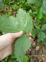 Fragaria moschata