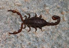 Pseudolychas pegleri