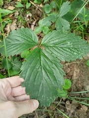 Fragaria moschata