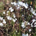 Heliophila amplexicaulis - Photo (c) Tony Rebelo, μερικά δικαιώματα διατηρούνται (CC BY-SA), uploaded by Tony Rebelo