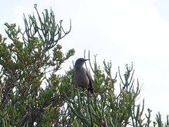 Cercotrichas coryphoeus coryphoeus