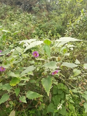 Batesimalva violacea