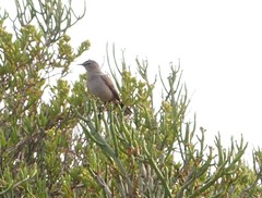 Cercotrichas coryphoeus coryphoeus