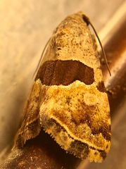 Cobubatha lixiva