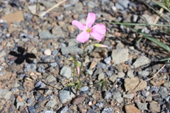 Oxalis stellata