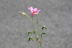 Oxalis stellata