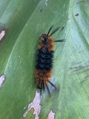 Turuptiana obliqua