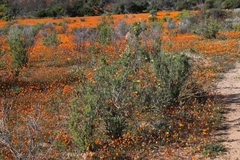 Othonna coronopifolia