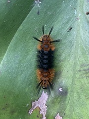 Turuptiana obliqua