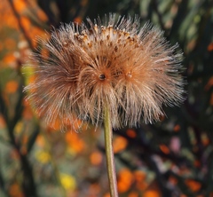 Othonna coronopifolia