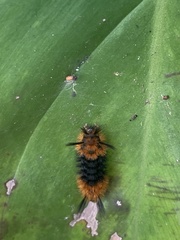 Turuptiana obliqua