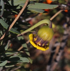 Othonna coronopifolia