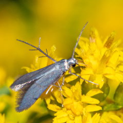 Schreckensteinia erythriella